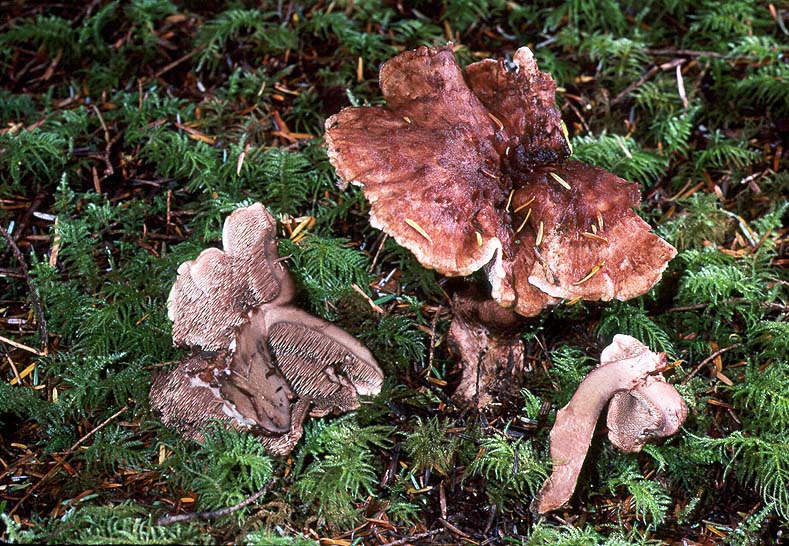 Sarcodon stereosarcinon